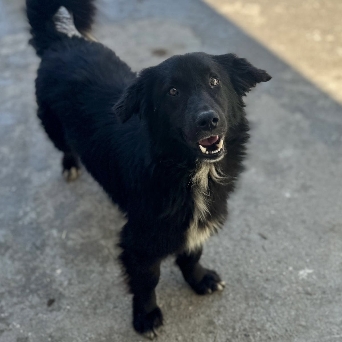 Sie betrachten gerade Rabe (m, geb. ca. 04/24)