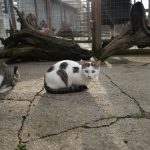 DSC00527