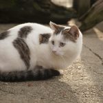DSC00530