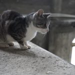DSC07715