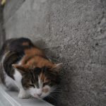 DSC07756