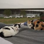 DSC08700