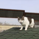 IMG_0932
