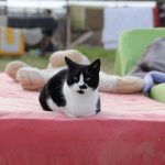 IMG_0964