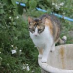 IMG_2336