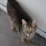 IMG_2598