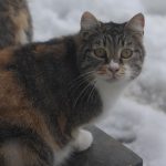 IMG_3493