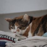 IMG_3707