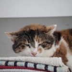 IMG_3710