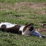 IMG_3878