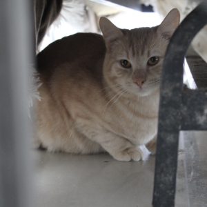 Mehr über den Artikel erfahren Nacho (m, geb. ca. 04/25)