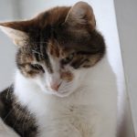 IMG_3945