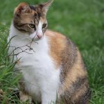 IMG_3995