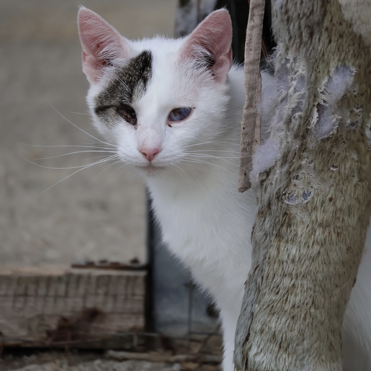Sie betrachten gerade Chip (w, geb. ca. 05/23)