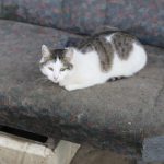 IMG_6529