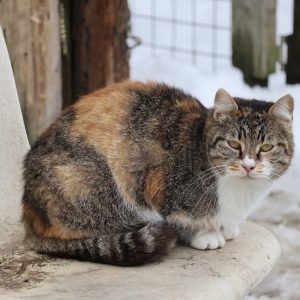 Mehr über den Artikel erfahren Hiroko (w, geb. ca. 05/21)