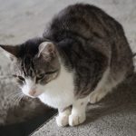 IMG_6850