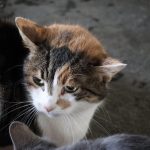 IMG_6858