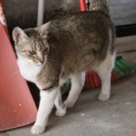 IMG_8102