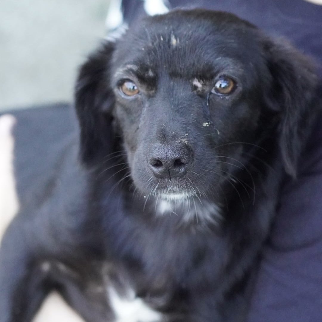 Sie betrachten gerade Holly (w, geb. ca. 03/26)